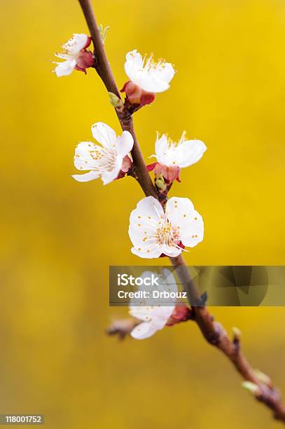 Florescer - Fotografias de stock e mais imagens de Flor de Damasqueiro - Flor de Damasqueiro, Beleza natural, Flor