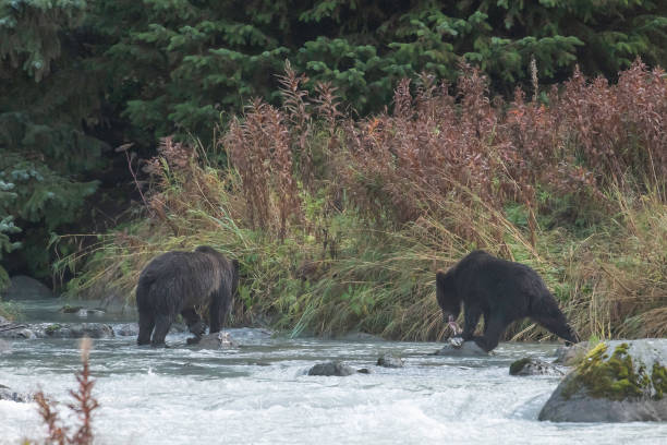 istock Young Alaskan Brown bear moving along river bank 1180018198