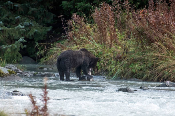 istock Young Alaskan Brown bear moving along river bank 1180018424