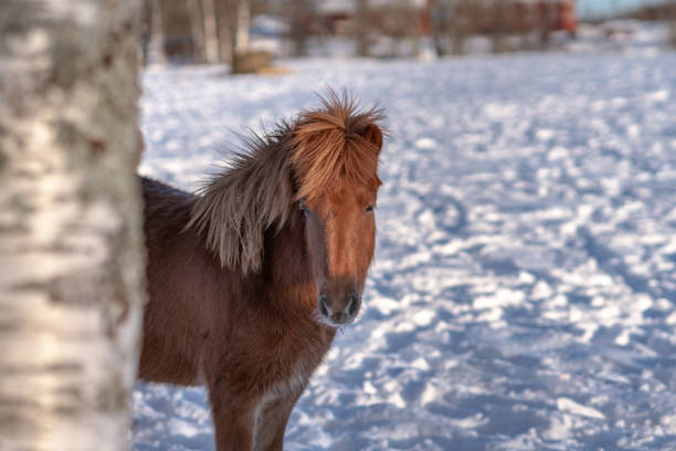 Sweet Icelandic horse in chestnut color, peeking out from behind a tree in winter time, sun shining in the white snow on the ground