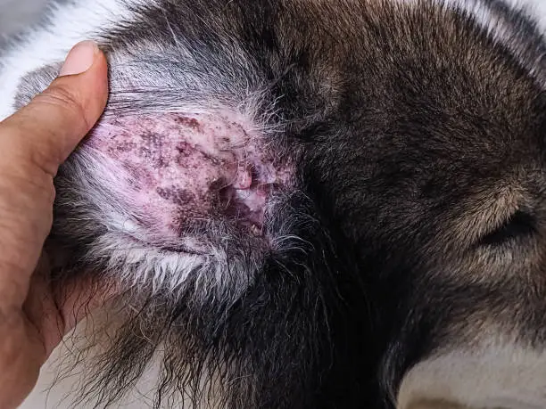 Photo of In selective focus of the skin of dog ear,unhealthy dog from the Dermatitis disease,blad patchy area. Itchy and sculp