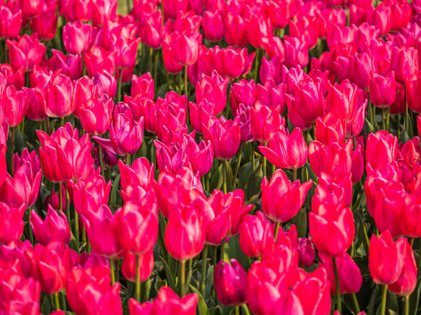 istock Abstract vivid pink tulip flower pattern and background. 1180021512