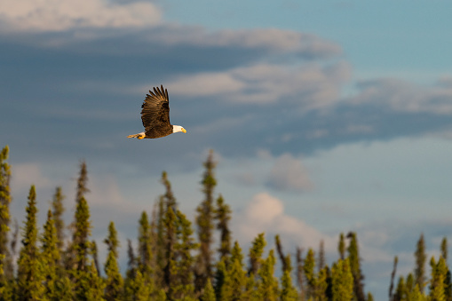 Bald eagle flying in wilderness area, Alaska.