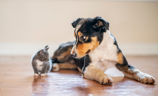A dog and kitten playing on the floor together
