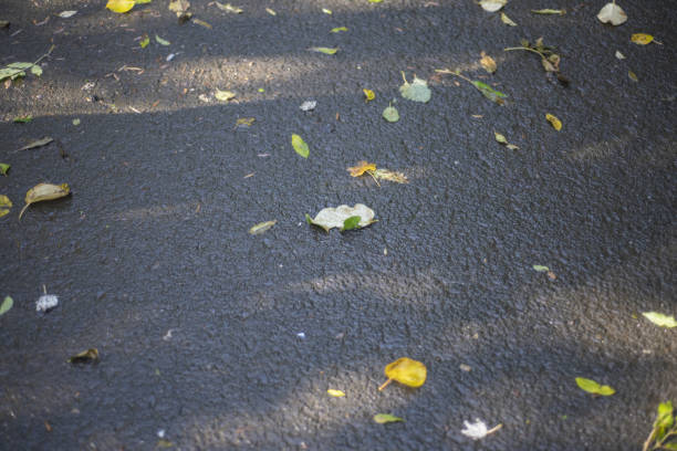 walk though park autumn