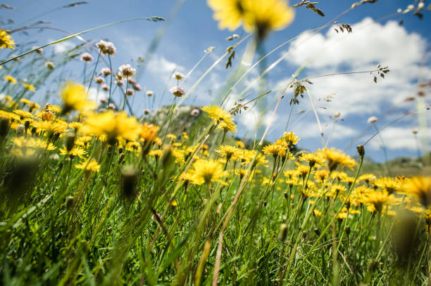 istock Wind blowing through flower grass at the top of mountains 1180025265
