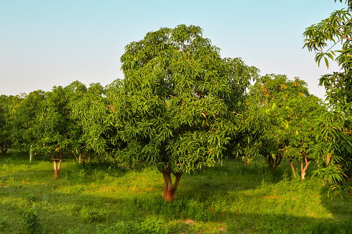 mango tree and mango garden,mango  tree
