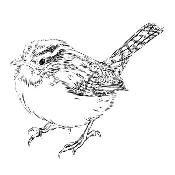 ilustraciones, imágenes clip art, dibujos animados e iconos de stock de dibujo de tinta vectorial de carolina wren - wren