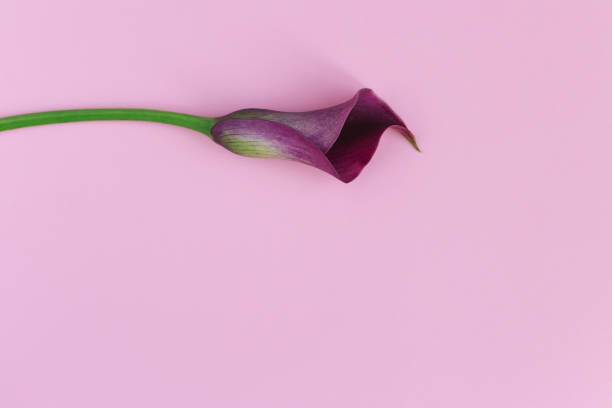 A single mauve calla lily isolated on a white background.
