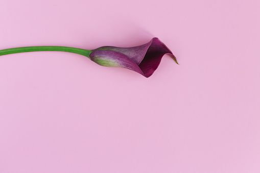 Beautiful violet calla lily on pastel pink background. Flat lay. Place for text.