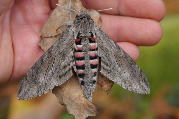 istock gray nocturnal butterfly sits on a dry leaf and fingers 1180028004