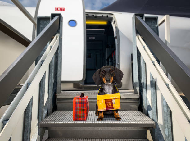 dog as pet in cabin in airplane