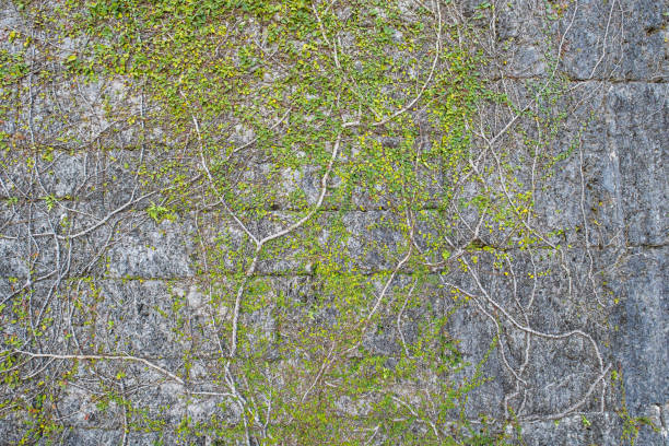 istock a lots little green leaves those roots attached on a stone wall 1180030131