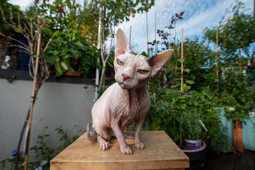funny portrait of a hairless sphynx cat sitting on wooden stool looking at  camera on balcony with plants