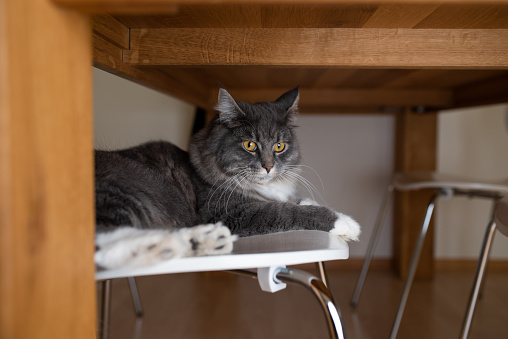 cute young blue tabby maine coon cat with white paws lying on chair resting under living room table