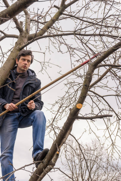 istock Man climbing high on an apple tree with pruner against sky. Pruning of fruit trees with lopper. Spring or autumn work in garden. Gardening concept 1180032871
