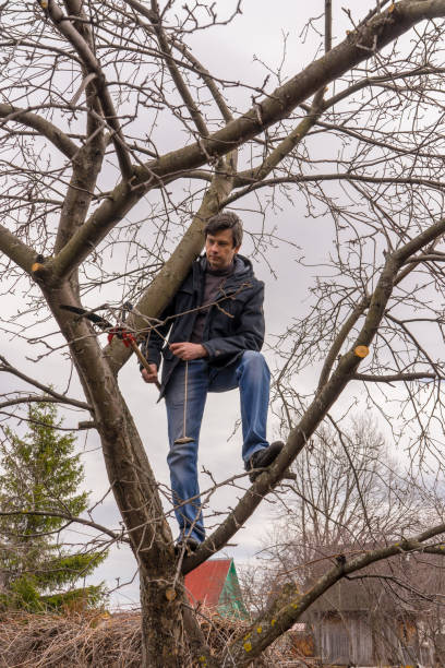 istock Man climbing high on an apple tree with pruner against sky. Pruning of fruit trees with lopper. Spring or autumn work in garden. Gardening concept 1180033009
