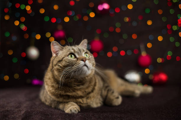 istock Cat on a dark background with luminous multi-colored garlands. 1180034745