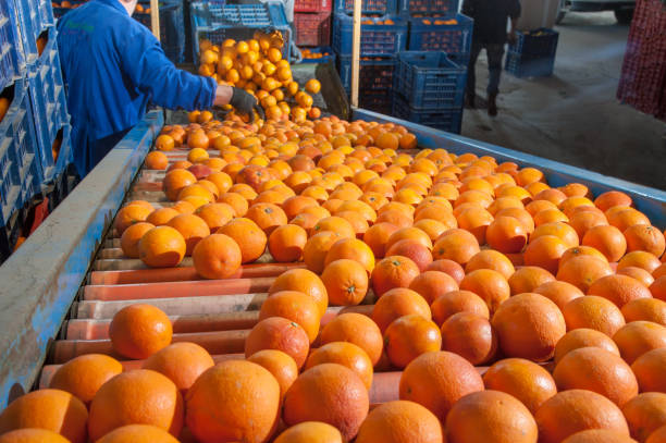 The working of orange fruits Tarocco oranges in an automatic roll carriage after the manual loading industrial orange stock pictures, royalty-free photos & images