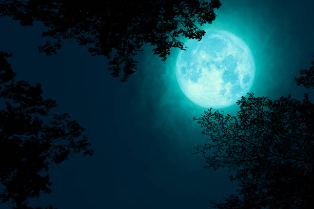istock full Beaver Moon back on dark cloud on silhouette tree and the night sky 1180036783