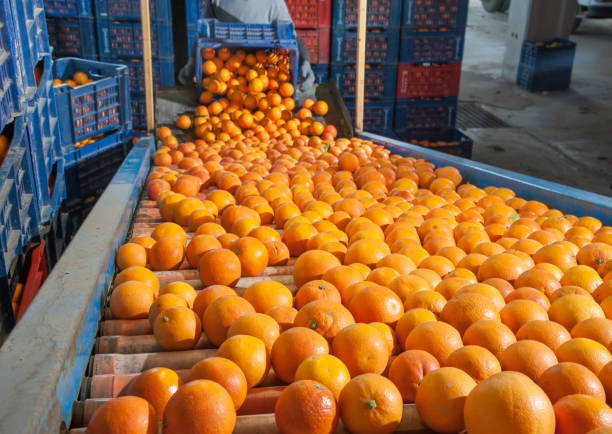 istock The working of orange fruits 1180036928
