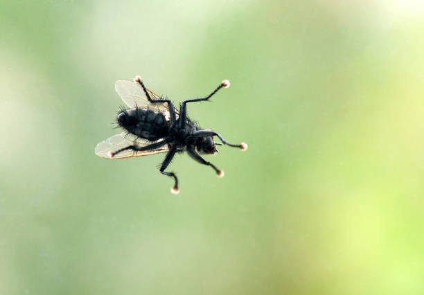 housefly sitting by the glass