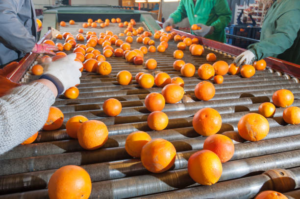 istock The working of citrus fruits 1180037140