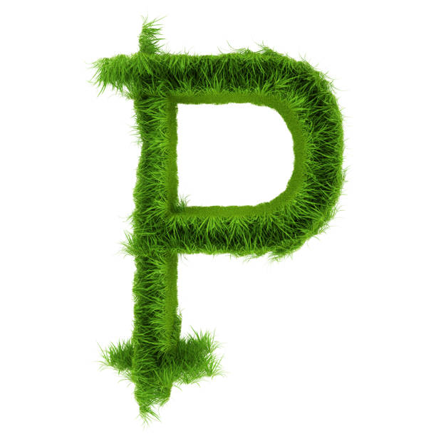 istock Letter P made of green grass isolated on white. 3d rendering 1180037978