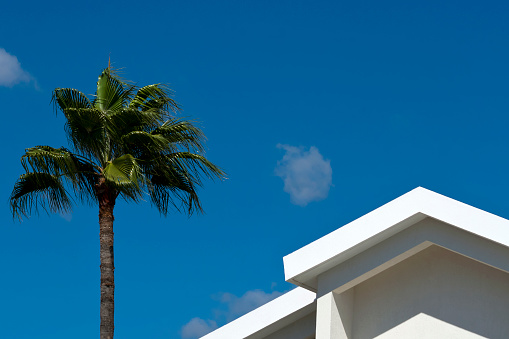 Palm tree with the green leaves blowing in the wind and a white rooftop in front of the blue sky