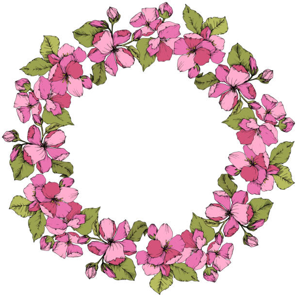 Vector Pink Apple blossom floral botanical flower. Engraved ink art. Frame border ornament square on white background. Vector Pink Apple blossom floral botanical flower. Wild spring leaf isolated. Engraved ink art. Frame border ornament square on white background. corner apple stock illustrations