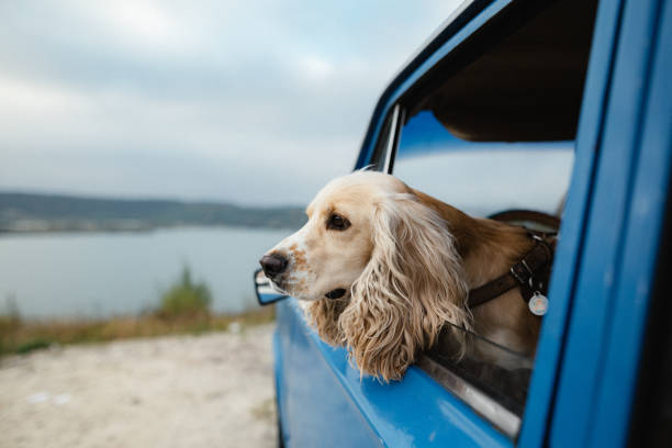 istock The dog looks out from the car window 1180040259