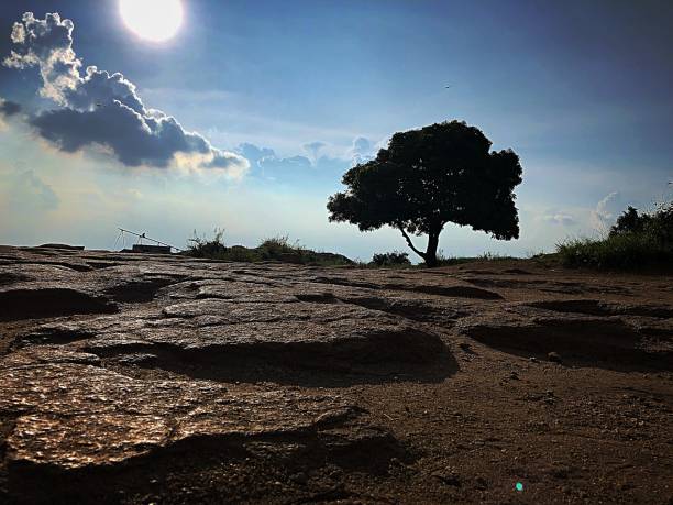 istock A single tree in hill top with rocky soil and sunny background 1180040316