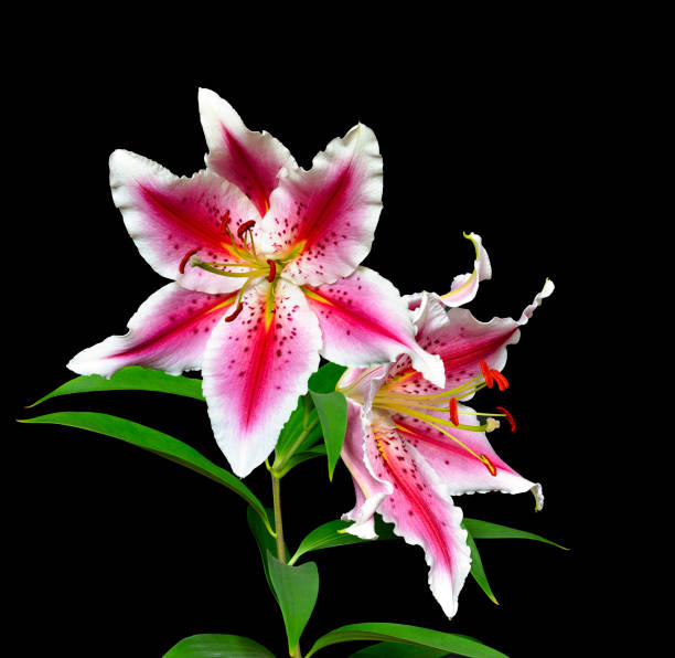 elegancki plamisty róż z białymi liliami na czarnym tle - lily pink stargazer lily flower zdjęcia i obrazy z banku zdjęć