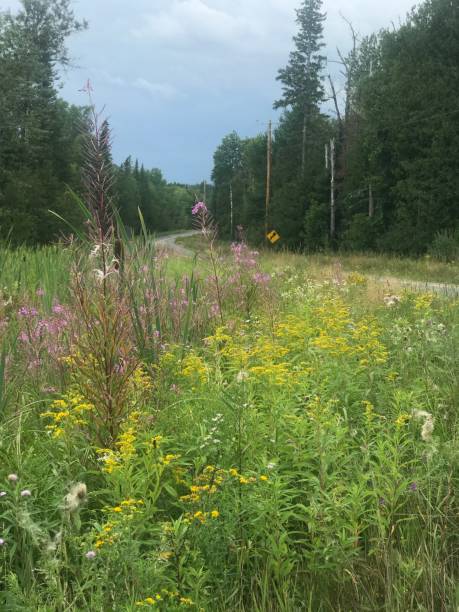 istock Late Summer in Maine 1180040728