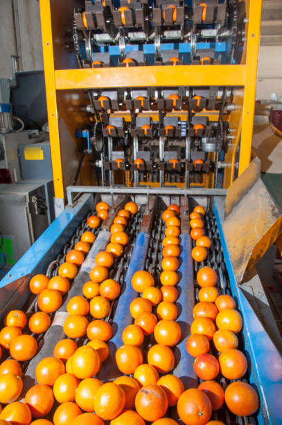 istock The working of citrus fruits 1180042476