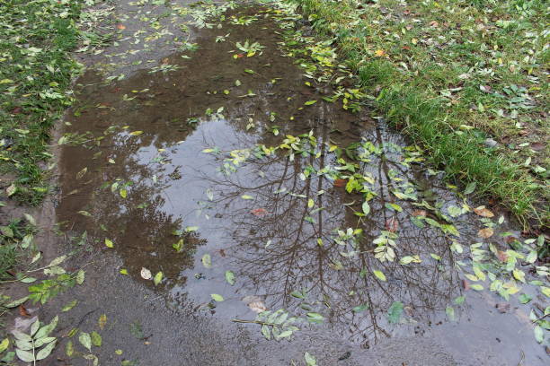 istock Puddle of water with leaves reflecting tree 1180043371
