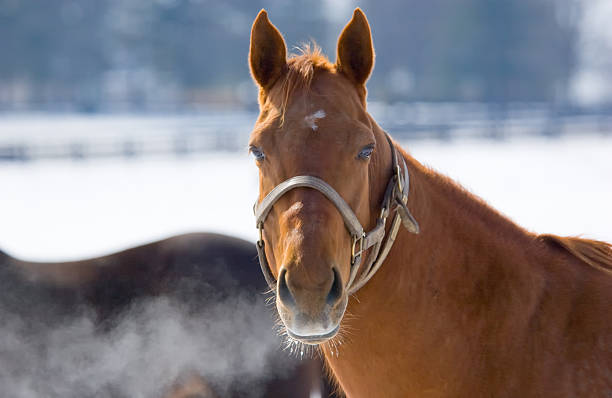 Cтоковое фото Лошадь в зимний