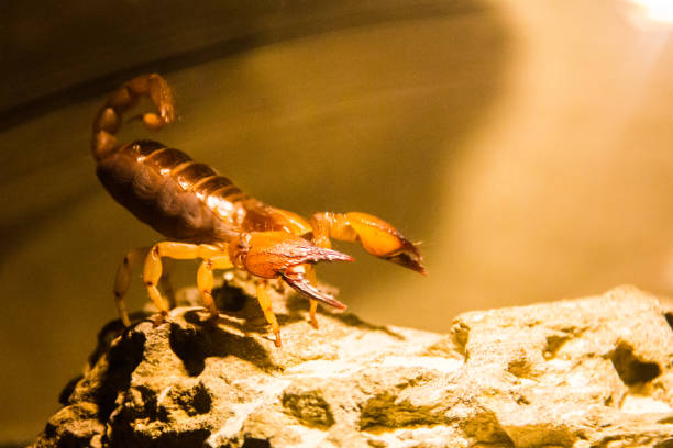 Poisonous desert scorpion, Hadrurus arizonensis, on a rock