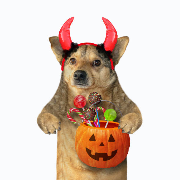 istock Dog with horns holds a pumpkin 1180046951