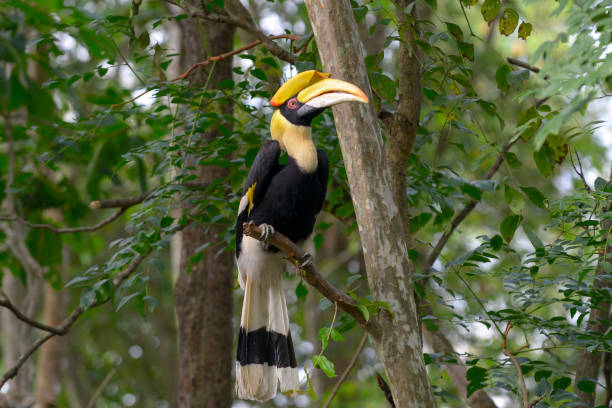 istock Great hornbill beautiful bird in Thailand. 1180047674