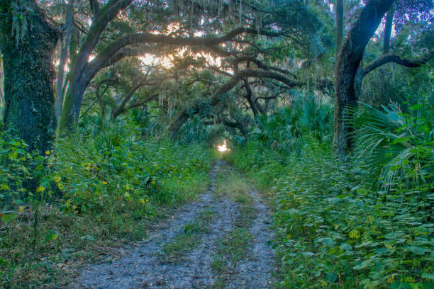 オーランドによってジェサップ湖のセントラルフロリダウッドランズでスペイン苔と古いオークの木 - oak tree tree grass hdr ストックフォトと画像