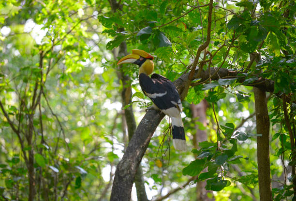 istock Great hornbill beautiful bird in Thailand. 1180047740