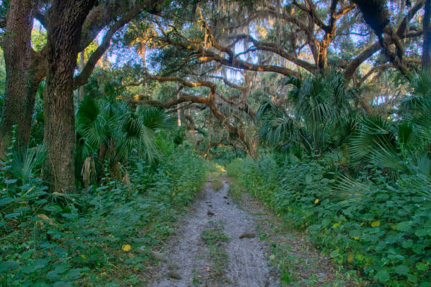 オーランドによってジェサップ湖のセントラルフロリダウッドランズでスペイン苔と古いオークの木 - oak tree tree grass hdr ストックフォトと画像