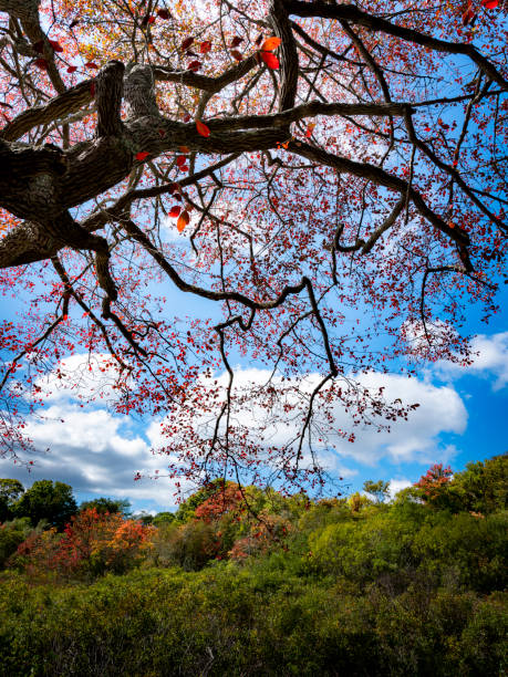 istock Autumn in a New England Forest 1180049121