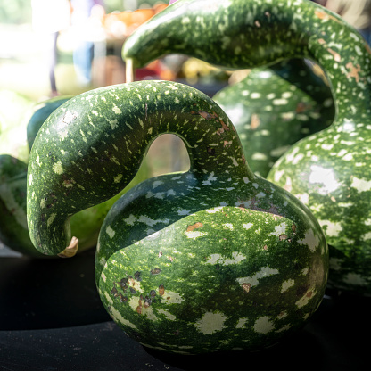 Unusual green speckled swan gourd close up photo