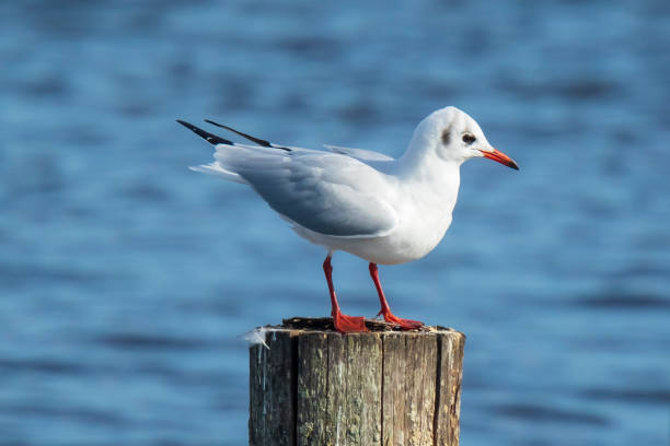 Black-headed gull, Chroicocephalus ridibundus perched on a pole