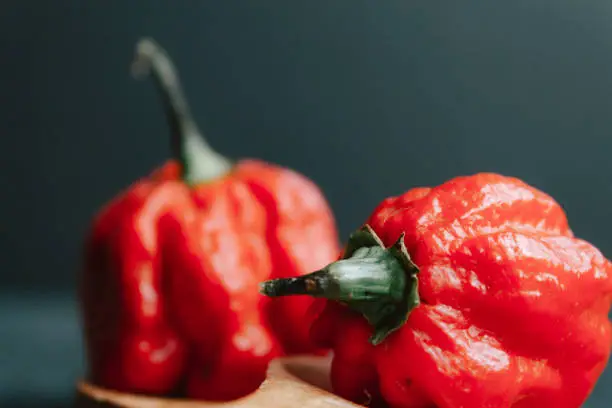 Photo of Hottest pepper in the world. Trinidad Scorpion Butch, thousands of times more spicy than Habanero. On black slate background, with natural light. Spicy dark food food concept.