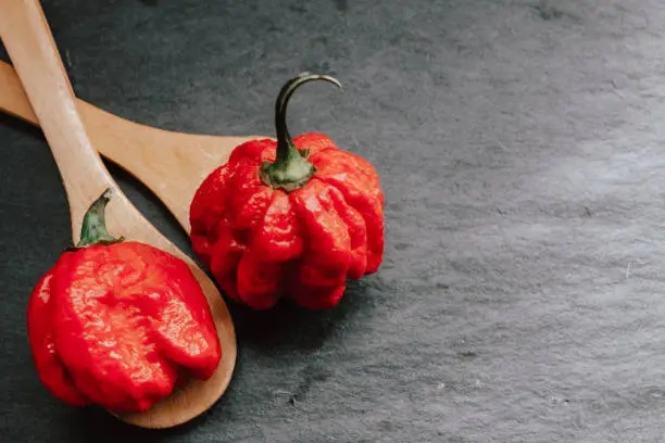 Hottest pepper in the world. Trinidad Scorpion Butch, thousands of times more spicy than Havana. On black slate background, with natural light. Spicy dark food food concept. An extreme spicy.Hottest pepper in the world. Trinidad Scorpion Butch, thousands of times more spicy than Habanero. On black slate background, with natural light. Spicy dark food food concept. An extreme spicy. A pepper that has to be treated with extreme caution.