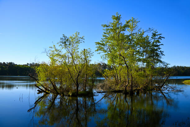 istock Early Morning on a Lake 1180051529