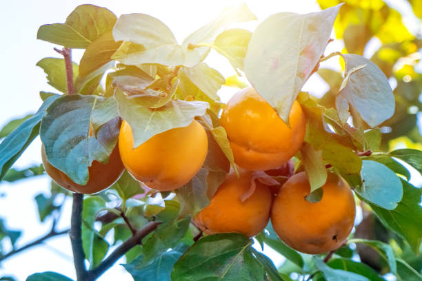 istock Persimmon tree with many ripe persimmons in autumn. 1180052869